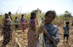 Agricultural labor india