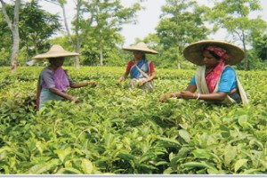 tea laborer