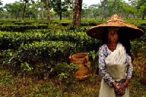 tea worker